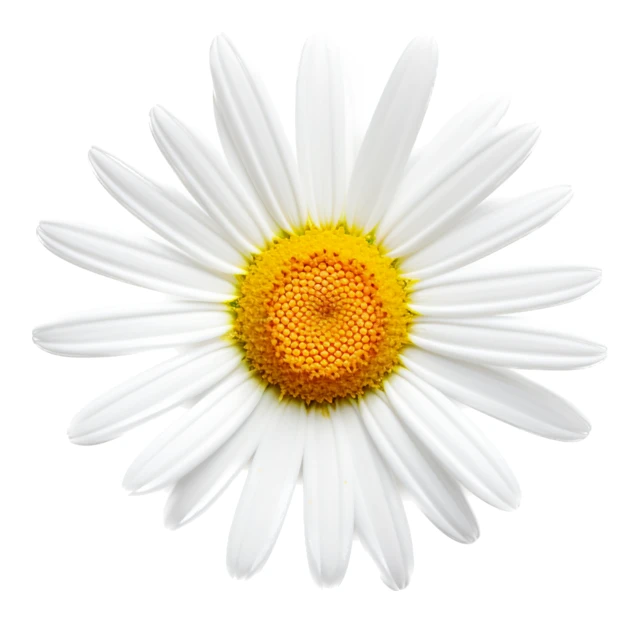 Single white daisy flower isolated on white background