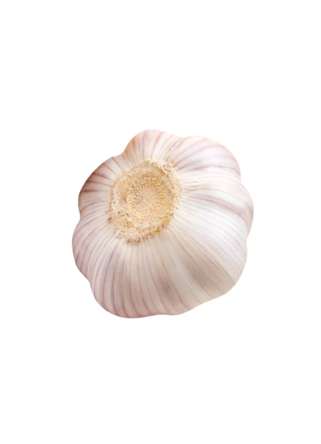 Whole garlic bulb isolated on white background