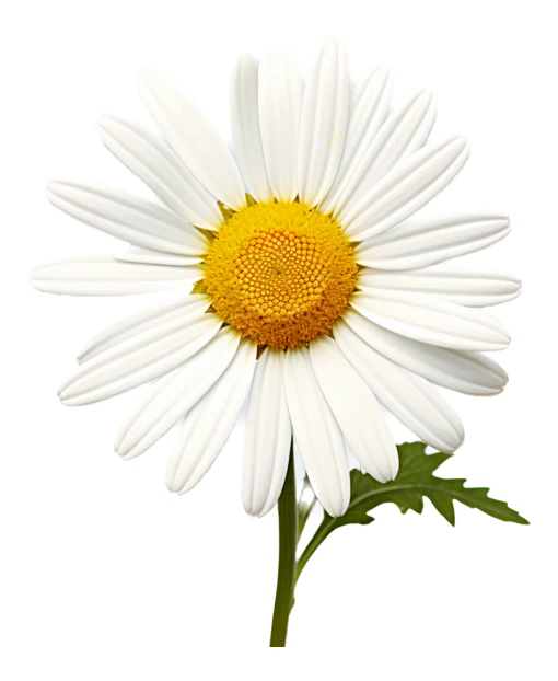 Single white daisy flower isolated on white background