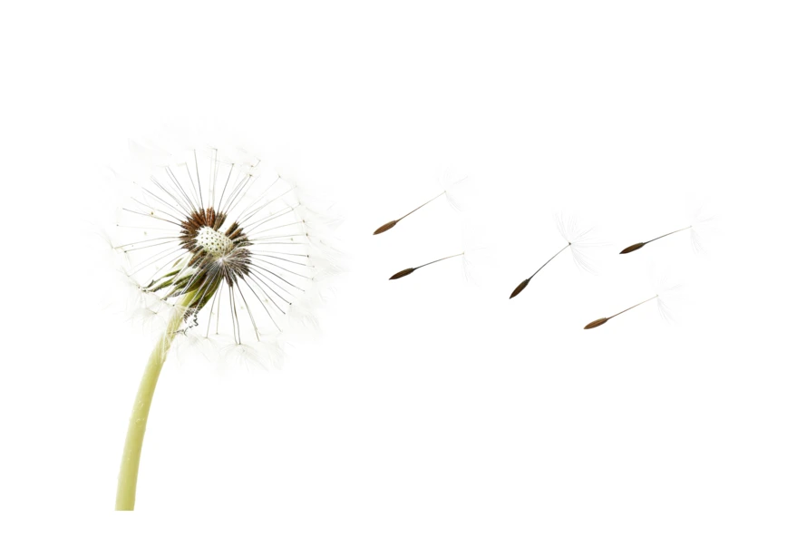 Dandelion seeds blowing in the wind isolated on white