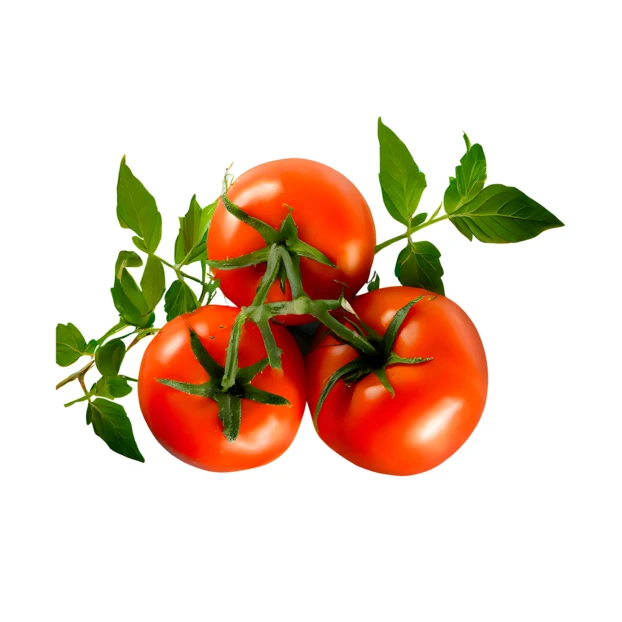 Three ripe red tomatoes on a vine isolated on white