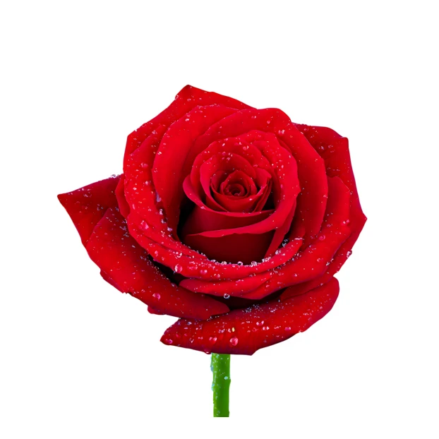 Red rose with water droplets isolated on white background