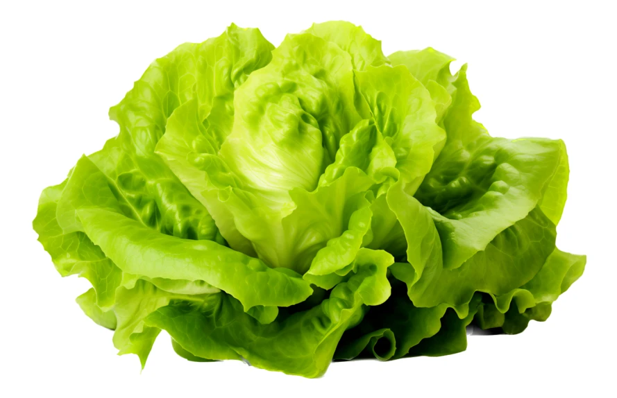 Fresh green butterhead lettuce head isolated on white background