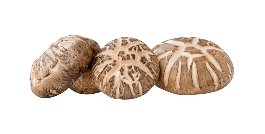 Fresh shiitake mushrooms isolated on white background