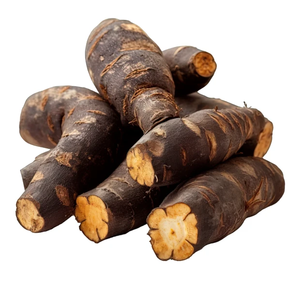 Fresh black salsify roots isolated on white background