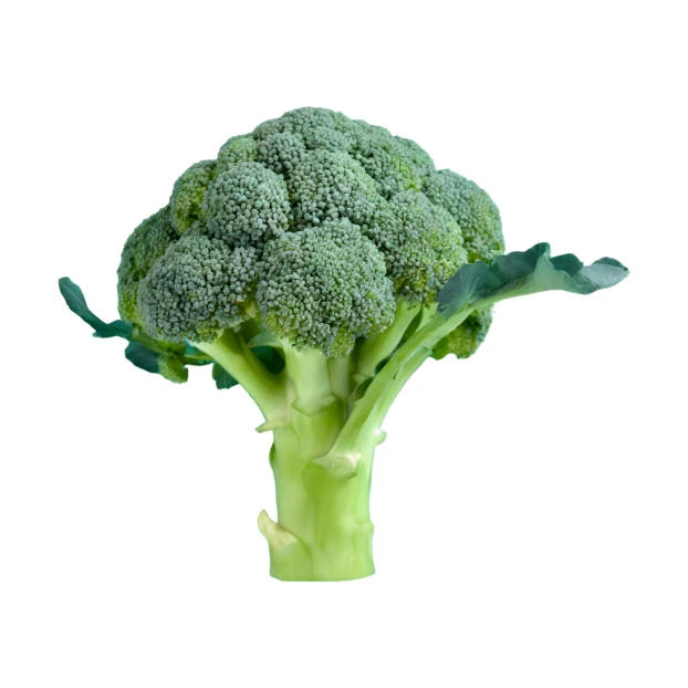 Fresh green broccoli head isolated on white background