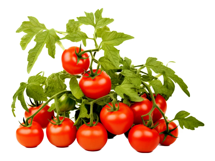 Fresh ripe tomatoes on the vine isolated on white