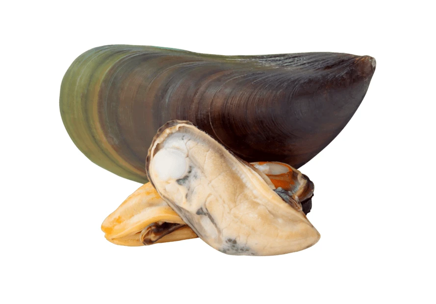Fresh green lipped mussels and shell isolated on white
