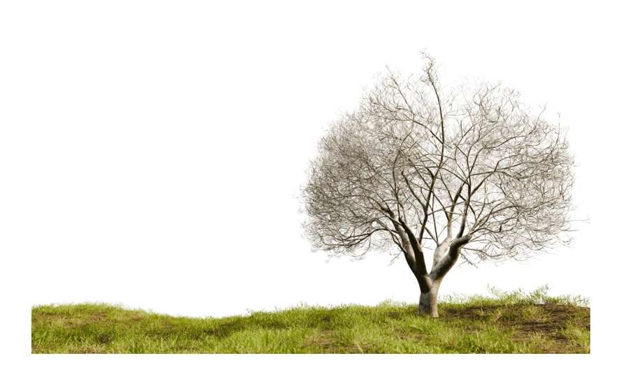 Single leafless tree with white branches on green hill