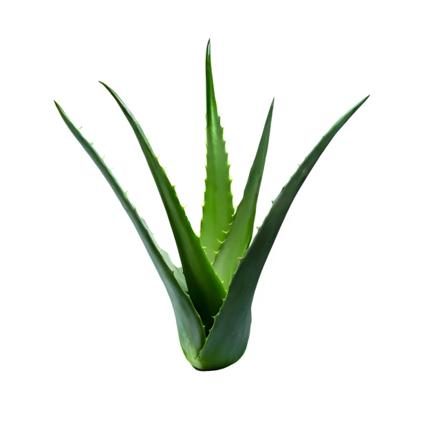 Fresh green aloe vera plant isolated on white background