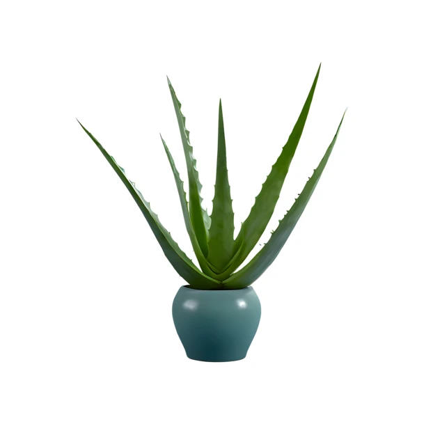 Aloe vera plant in a blue ceramic pot