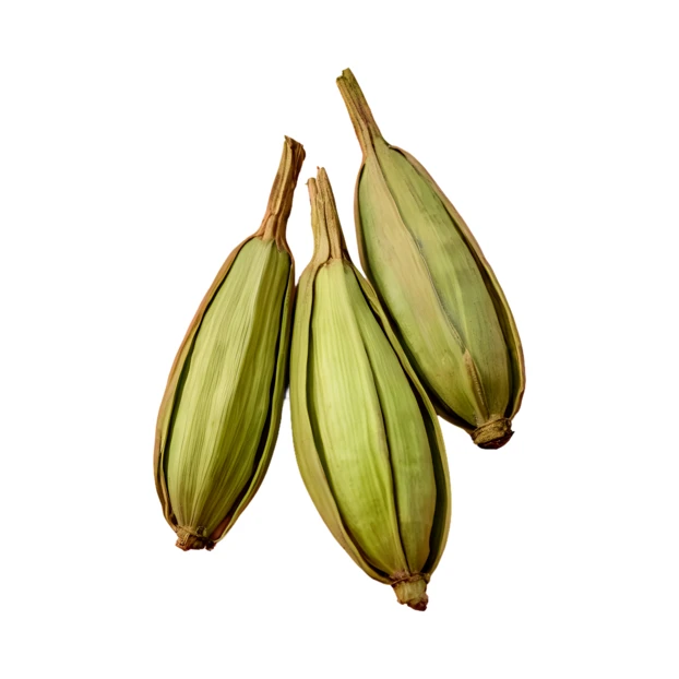 Three green cardamom pods isolated on white background