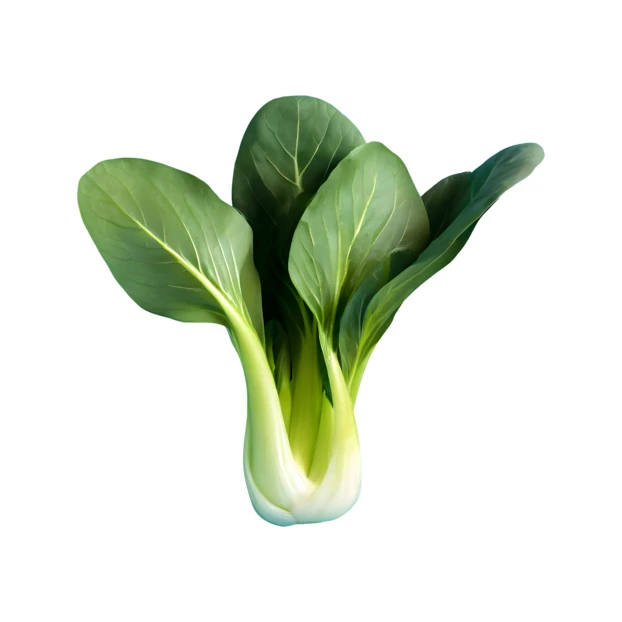 Fresh bok choy isolated on white background