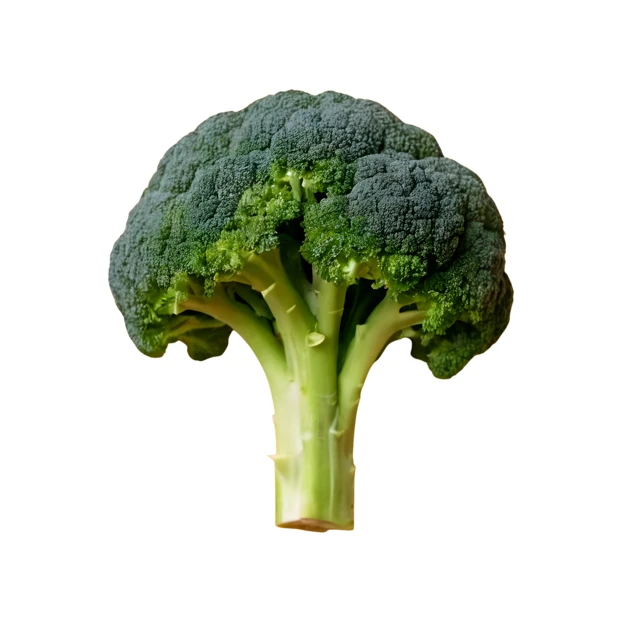 Fresh green broccoli head isolated on white background