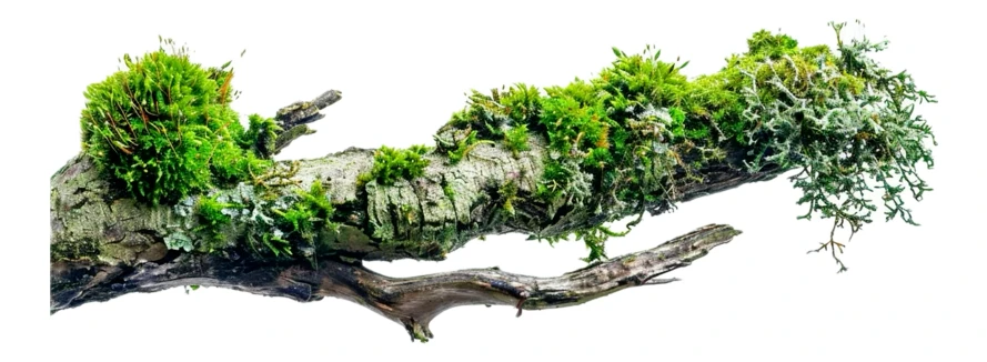 Isolated mossy tree branch with lichen on white background