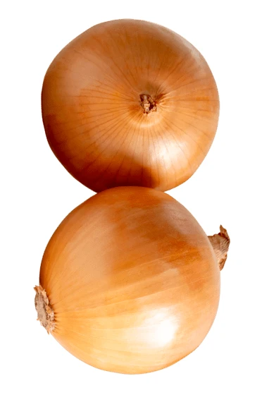 Two whole yellow onions isolated on white background