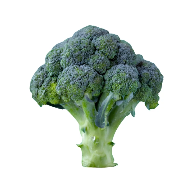 Single head of fresh raw broccoli isolated on white