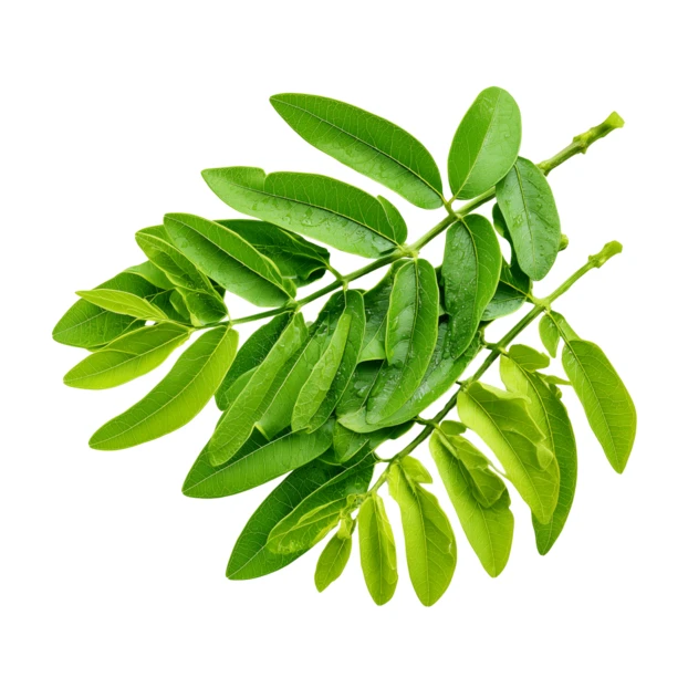 Fresh green leafy branches isolated on white background