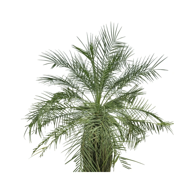 Green palm tree isolated on white background