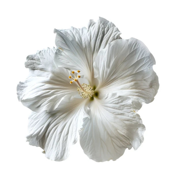 Single white hibiscus blossom isolated on white background