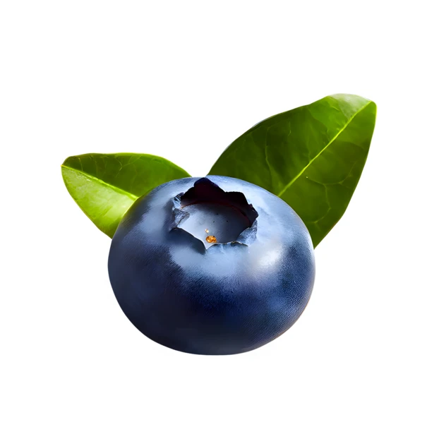 Single ripe blueberry with green leaves isolated on white