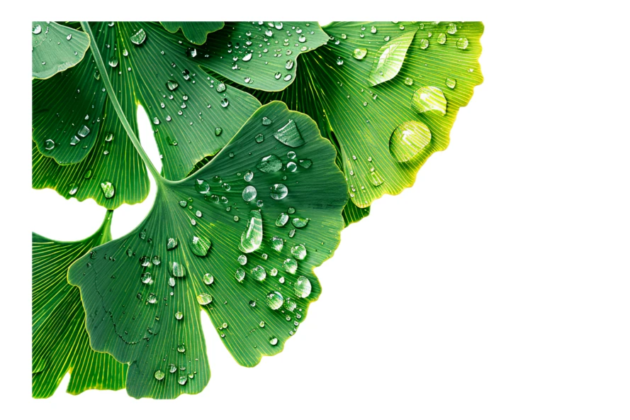 Ginkgo biloba leaves with water droplets on white background