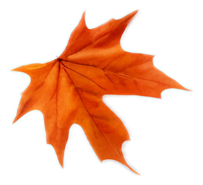 Single vibrant orange autumn leaf isolated on white background