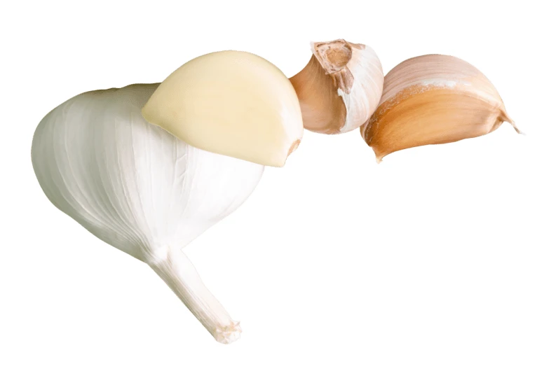 Whole garlic bulb and cloves isolated on white background
