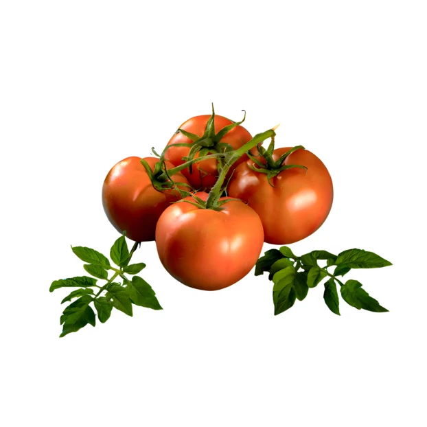Fresh red tomatoes on vine isolated on white background