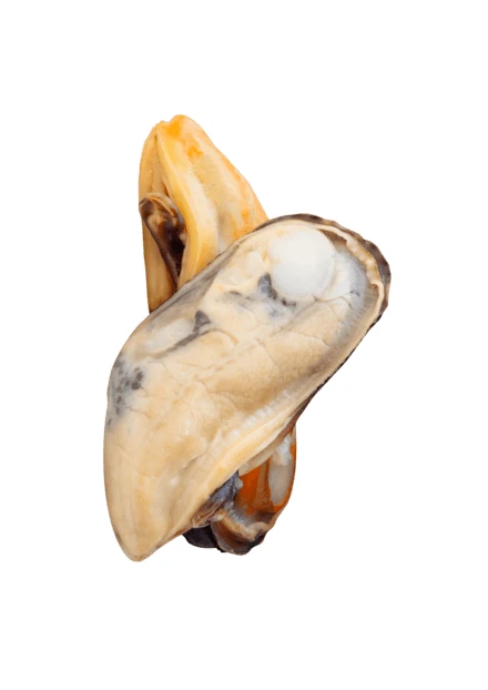 Two cooked mussel meats isolated on white background