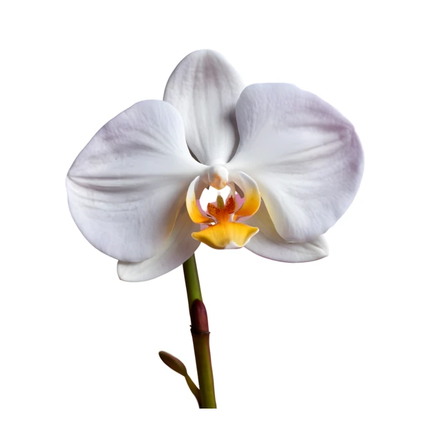 Single white orchid flower isolated on white background