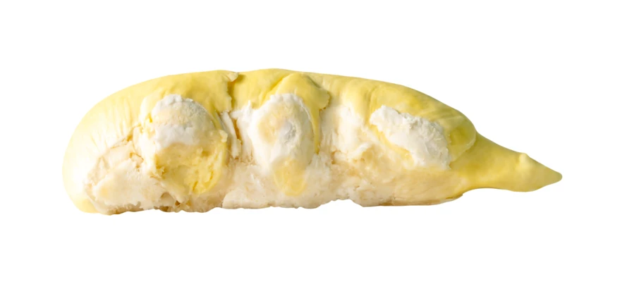 Single piece of fresh yellow durian fruit pulp isolated