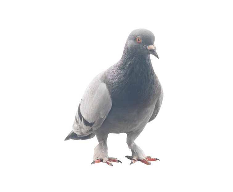 Grey rock pigeon isolated on a white background