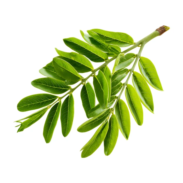 Green acacia leaf branch isolated on white background