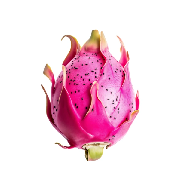 Single whole pink dragon fruit isolated on white background