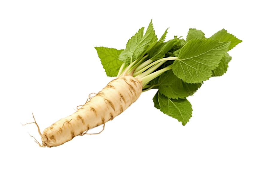Fresh whole horseradish root with green leaves on white background