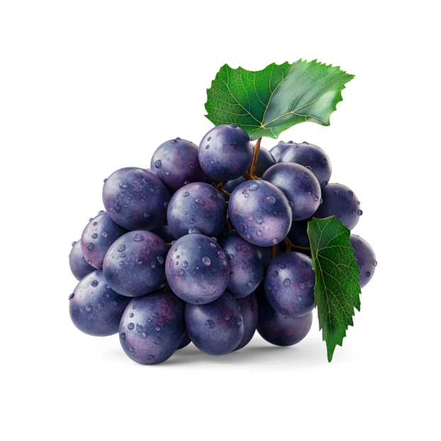 Bunch of fresh purple grapes with leaves and water droplets