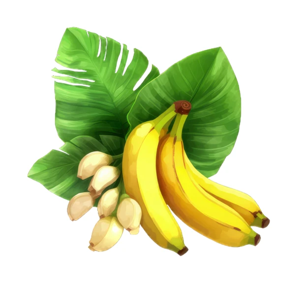 Illustration of ripe yellow bananas with tropical green leaves