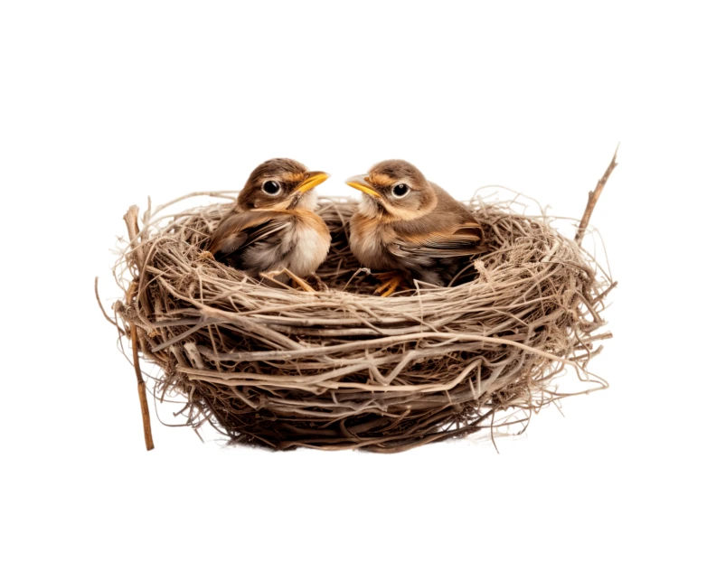Two baby birds in a nest isolated on white