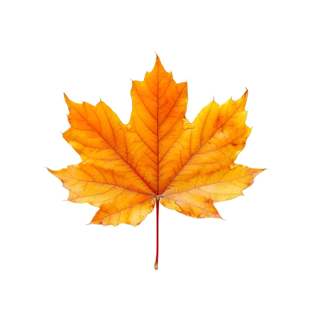 Orange autumn maple leaf isolated on white background