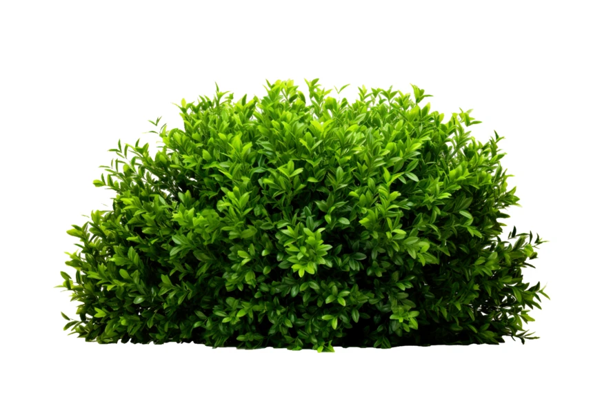 Lush green bush isolated on white background