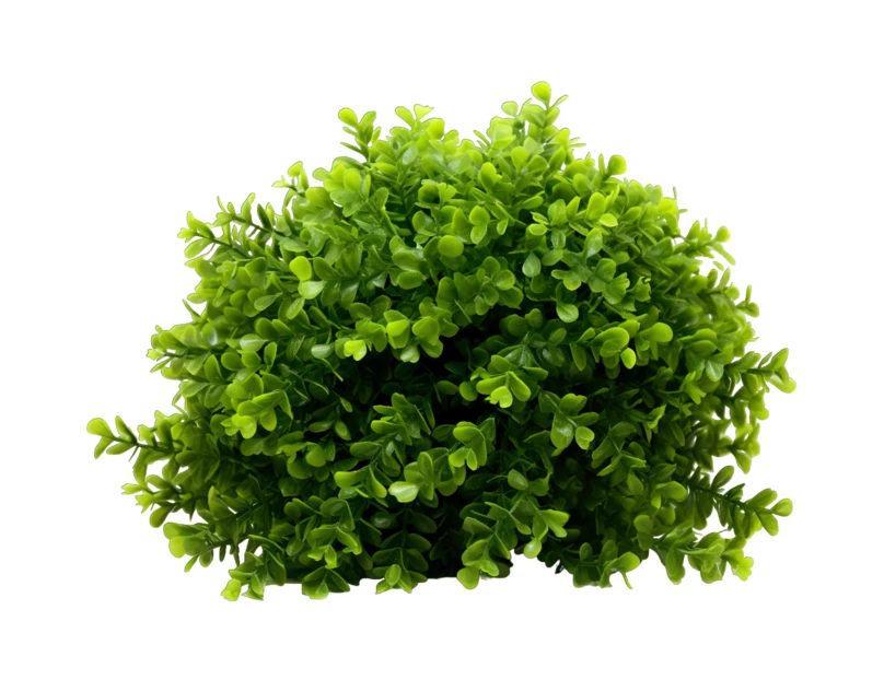Small artificial green boxwood topiary bush isolated on white