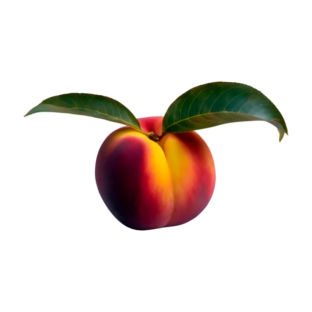 Single ripe peach with green leaves on white background