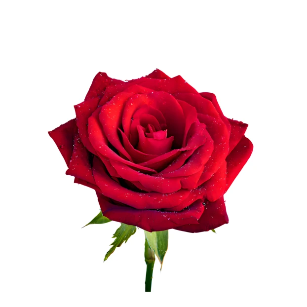 Single red rose with water droplets isolated on white