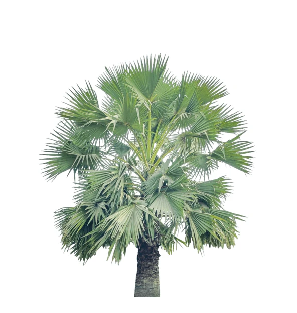 Single green fan palm tree isolated on white background