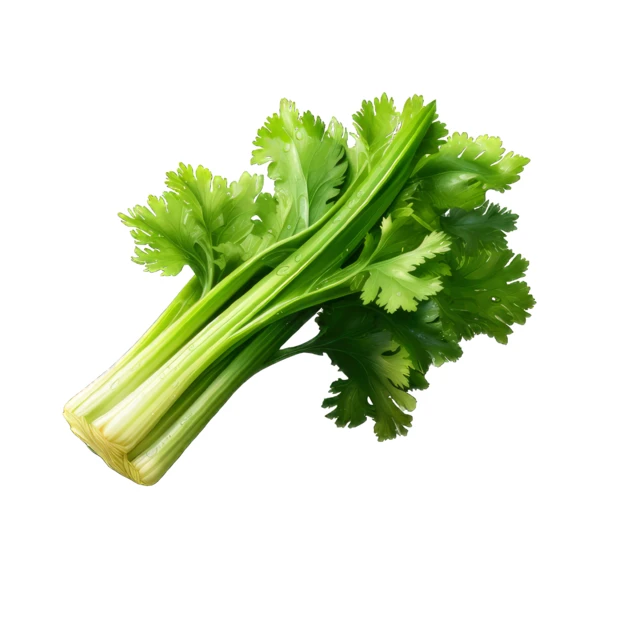 Fresh green celery stalks with leaves isolated on white