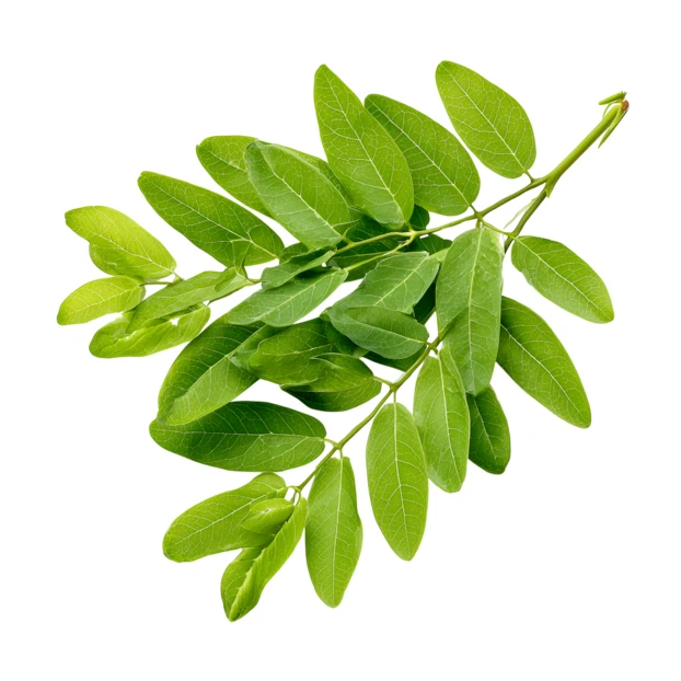 Fresh green black locust tree branch isolated on white