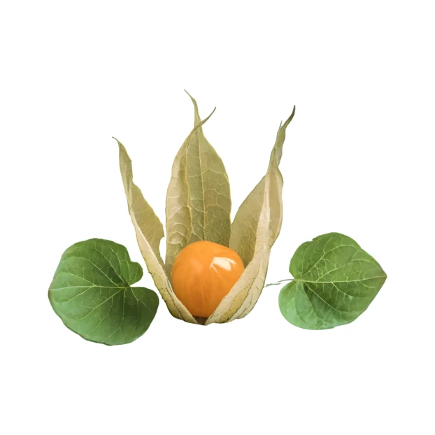 Fresh physalis fruit with husk and leaves on white background