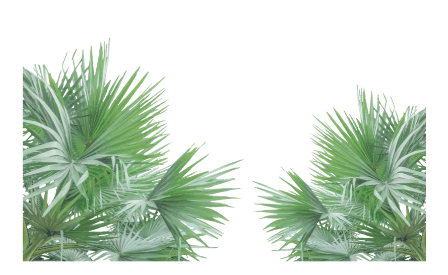 Green fan palm leaves isolated on white background