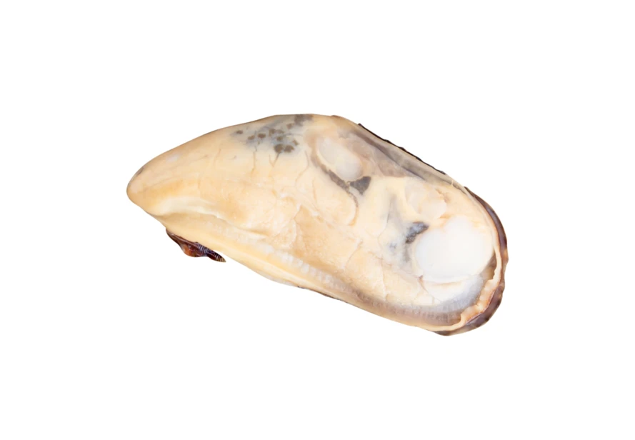 Single cooked mussel meat isolated on white background